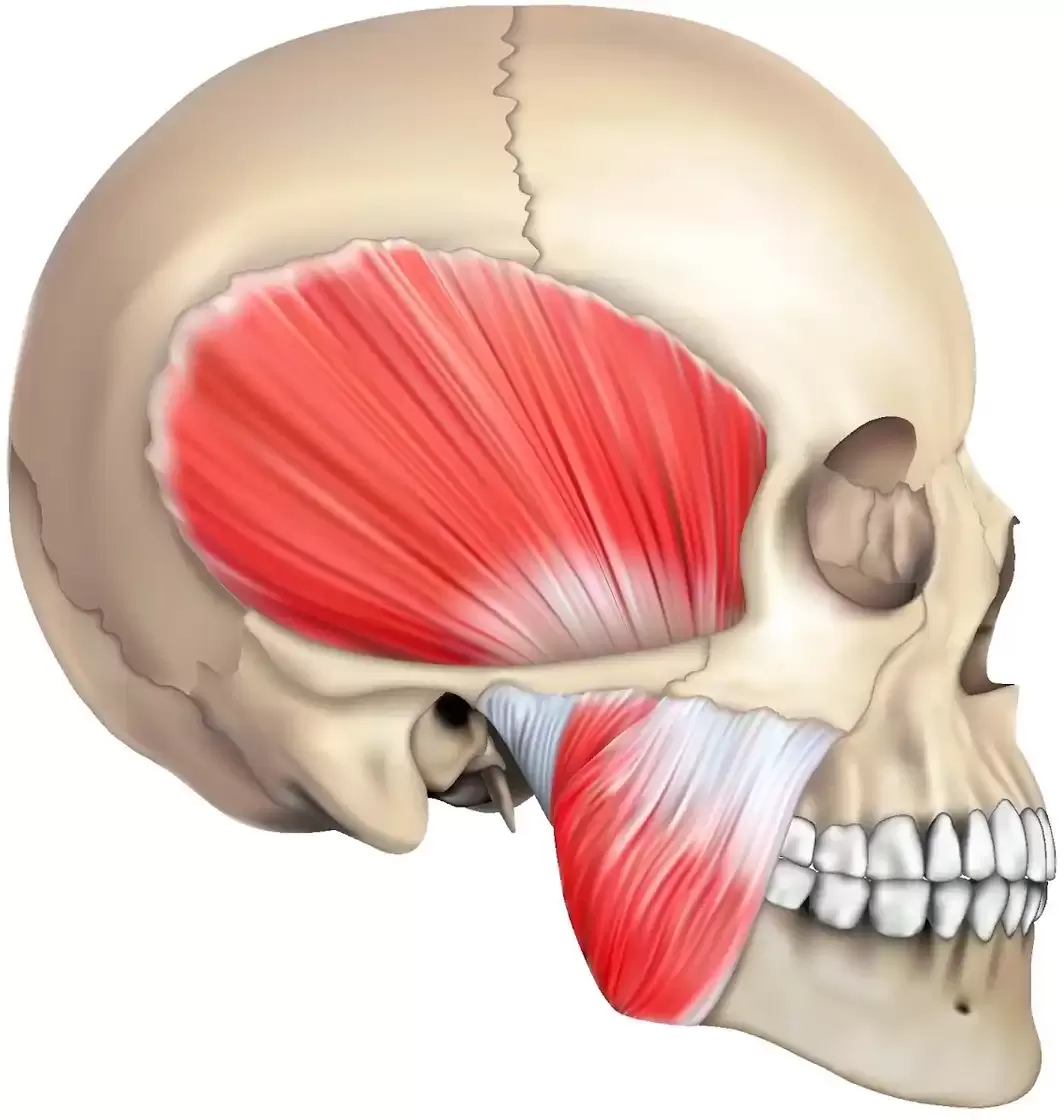 Masseter Muscle